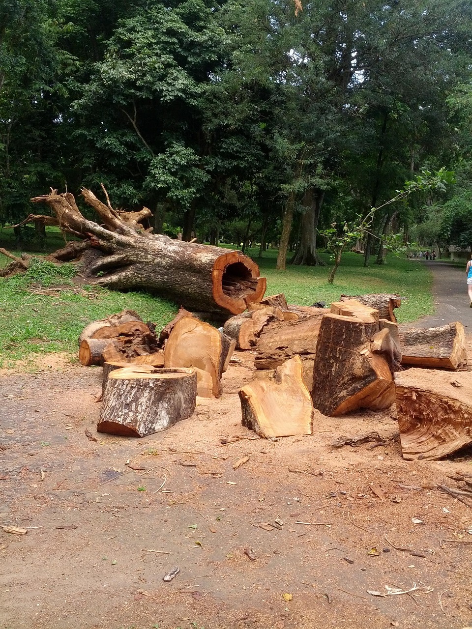 cut, tree, wooden, wood, log, logging, trunk, timber, lumber, natural, nature